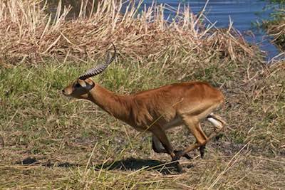 Lechwe antelope at Moremi Game Reserve, Botswana